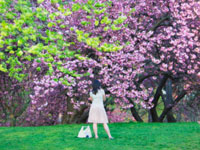 allergy-trees