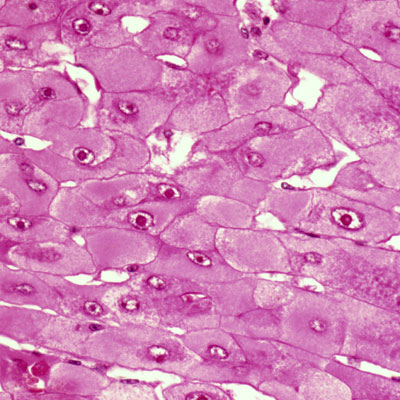 hepatitis-b-vaccine