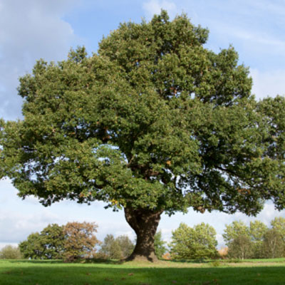 oak-tree