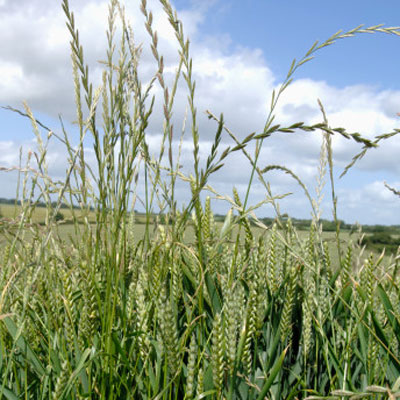 rye-grass