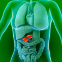 suagr-pancreas