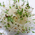 alfalfa-sprouts-ickness