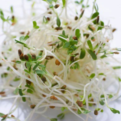 alfalfa-sprouts-ickness