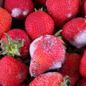 fruits-mold