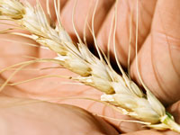 gluten-free-pasta