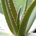 aloe-vera