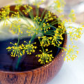 angelica-herb