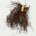black-cohosh