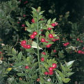 butchers-broom-remedy