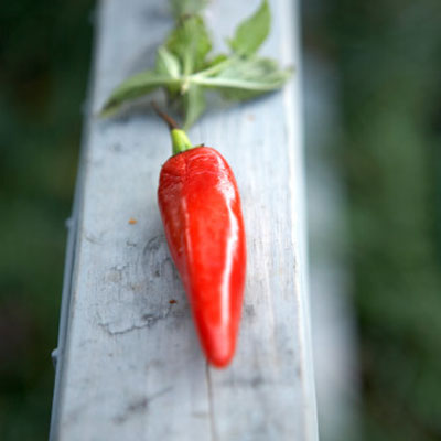 capsicum-pepper