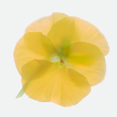 evening-primrose