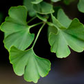 gingko-herb