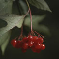 hawthorn-berry