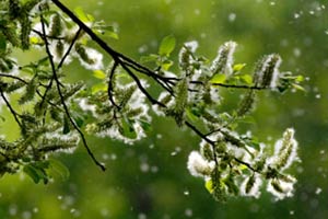 pollen-tree-grass