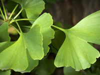 ginko-biloba-dementia