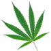 marijuana-leaf