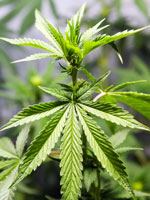 pot-weed-increase-testicula