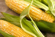 corn-make-fat corn-make-fat