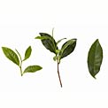 green-tea-leaves