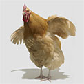 burning-question-chicken