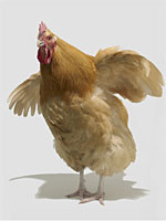 burning-question-chicken