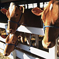 cattle-beef-natural