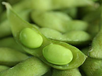 soy-bean-edamame