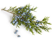 juniper-berry-brine-turkey