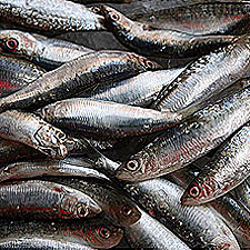 sardines fish