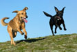 happy-dogs