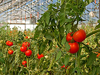 prevent foodborne illness