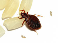 bedbug
