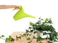 healthy house plant