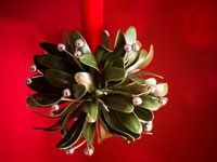 mistletoe-brain-interaction