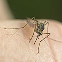 mosquito-hand-itch