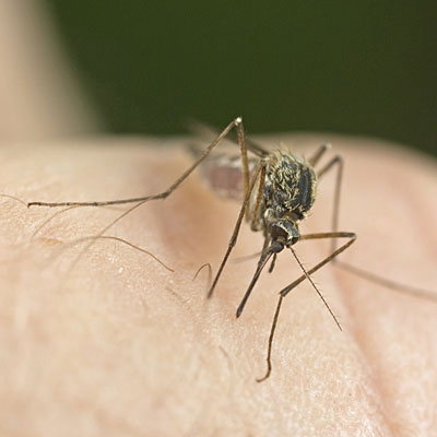 mosquito-hand-itch