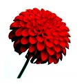 red-flower-close