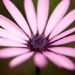 flower-gardening