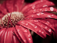 flower-remedies