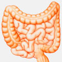 large-intestine