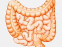 large-intestine
