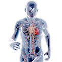 What Atherosclerosis Looks Like in Your Body