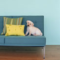 How to Reduce Pet Allergens at Home