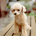 poodle