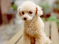poodle-allergy