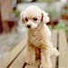 poodle