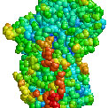 What Is Alpha-1 Antitrypsin?