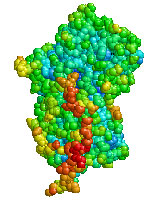 Alpha Antitrypsin