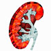 kidney-illu