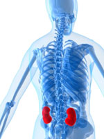 skeleton-body-kidneys-diabetes-risk